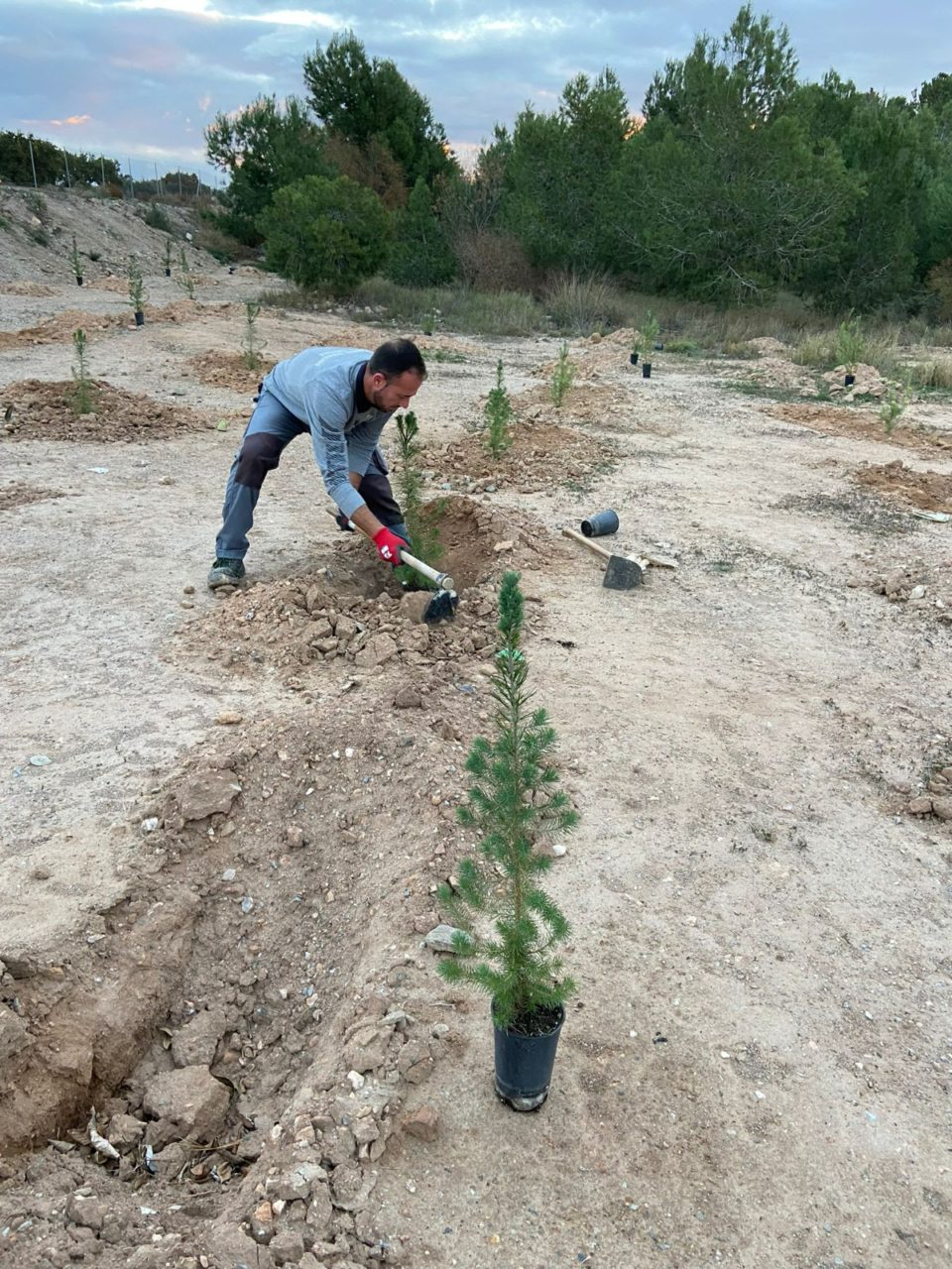 El Ayuntamiento de Pulpí lleva a cabo la plantación y mejora de zonas verdes en distintos puntos del municipio