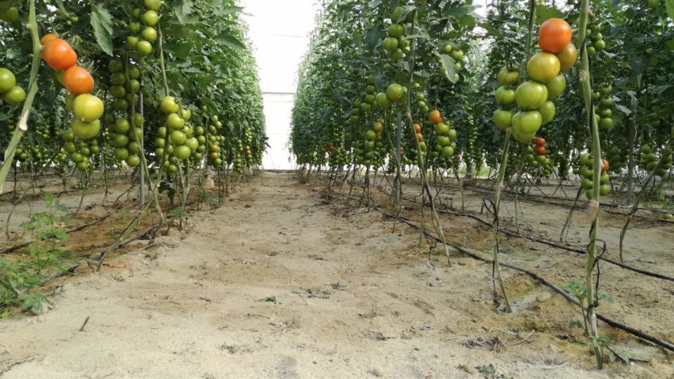Desarrollan en la UAL un biofertilizante con desechos de tomatera más barato y sostenible que los tradicionales